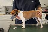 JACK RUSSEL - MUSELIERE 014